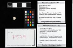 Foto (Objekt + Etikett) von Cracensigillatus acutirostris (Moericke, 1889)  (NHMW-GEO-2014-0194-0579)